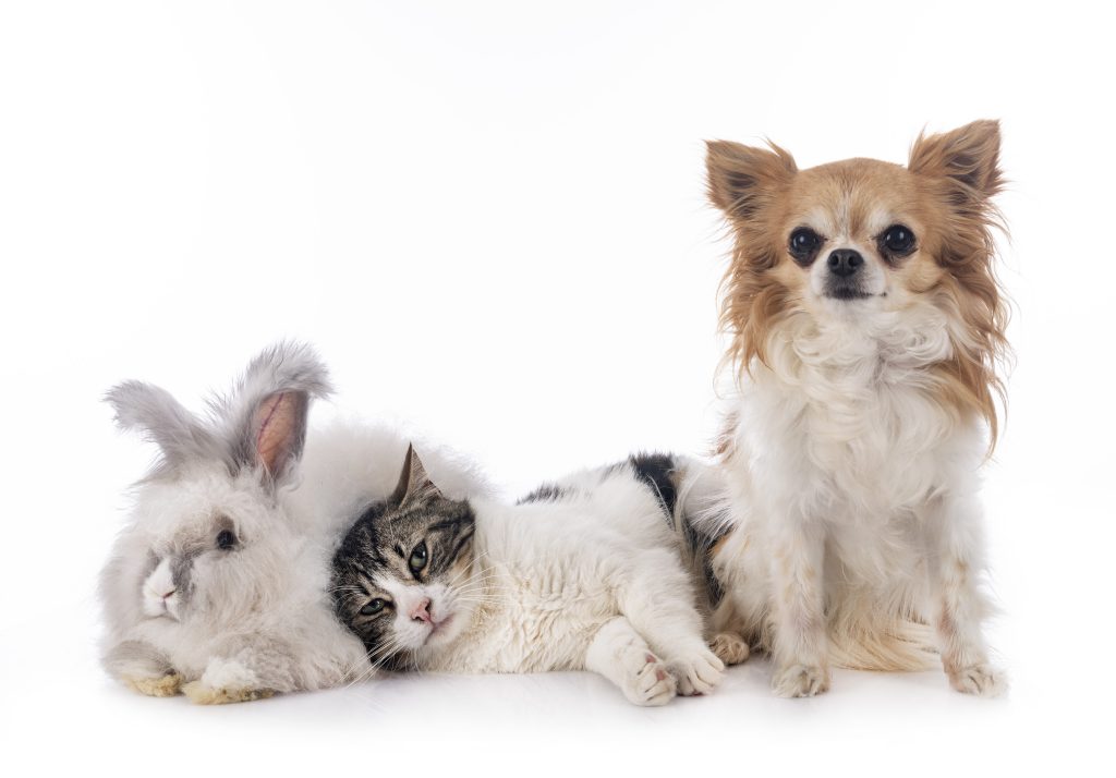 Consultatii oftalmologie veterinara