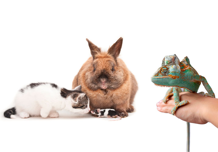 Servicii Oftamologice pentru animale exotice