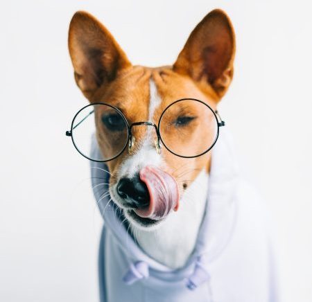 Consultatii oftamologice veterinare online